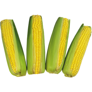 Corn PNG image-5274